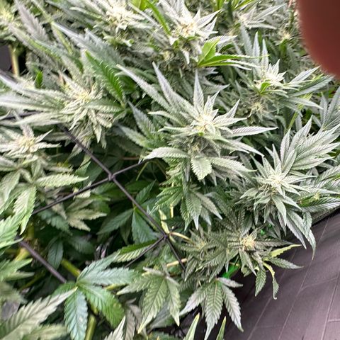 Fuel D.OG #2 Female 49.44g M growlog timeline photo