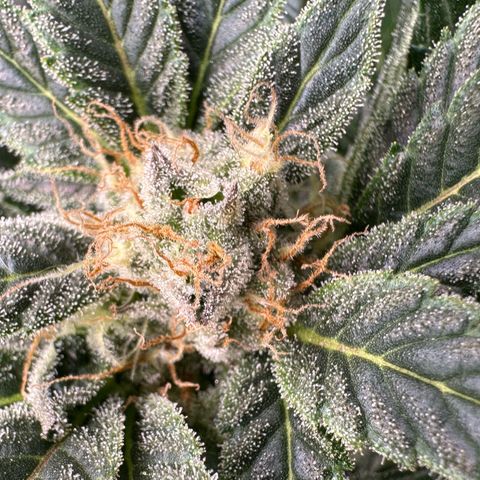 Fuel D.OG #2 Female 49.44g M growlog timeline photo