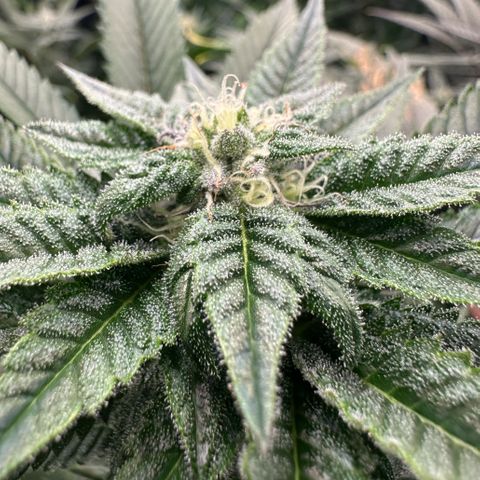 MiscxLAZ 5-4 34.63g growlog timeline photo