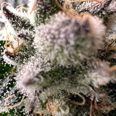 MiscxLAZ #29 C growlog timeline photo