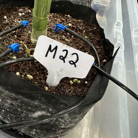 Misc x (LA Kush x Zkittles) #22 34.14g growlog timeline photo