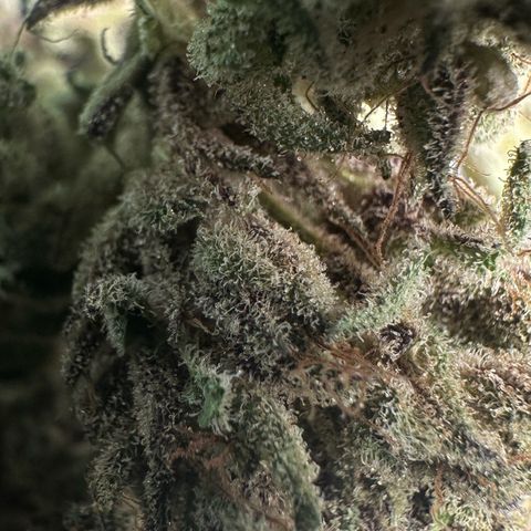 Misc x (LA Kush x Zkittles) #28 13.53g growlog timeline photo