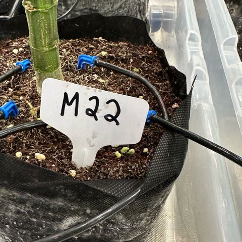Misc x (LA Kush x Zkittles) #22 34.14g growlog timeline photo