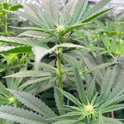 MiscxLAZ #29 C growlog timeline photo