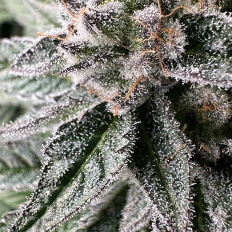 MiscxLAZ #29 C growlog timeline photo