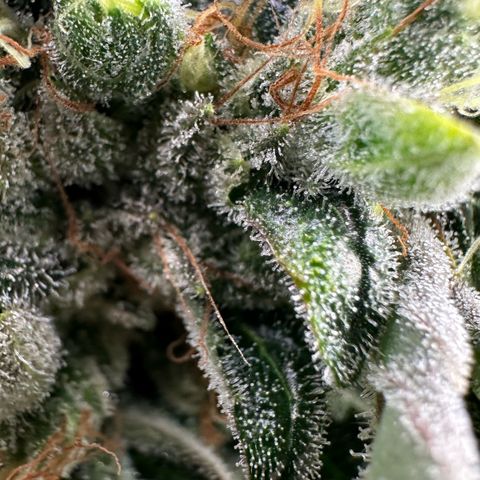 Misc x (LA Kush x Zkittles) #08 growlog timeline photo
