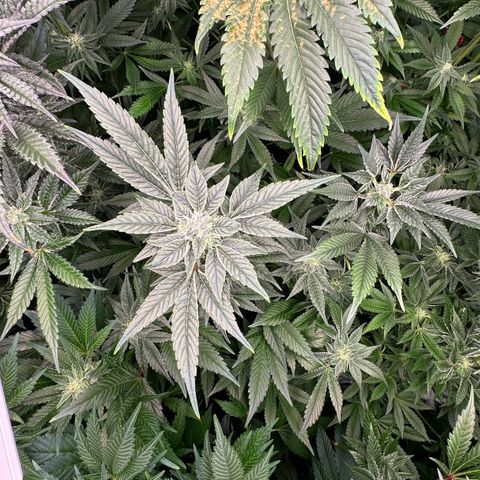 CxLAZ #20 C1 25g growlog timeline photo