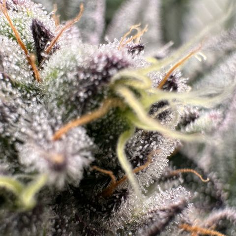 MiscxLAZ #22 C 42.33g growlog timeline photo