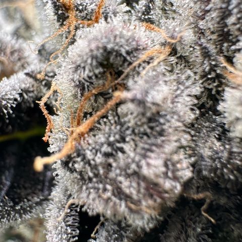 CxLAZ #16 50.72g growlog timeline photo