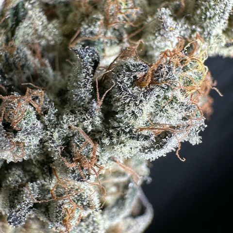 CxLAZ #24 37.13g growlog photo: Moved to plastic bag