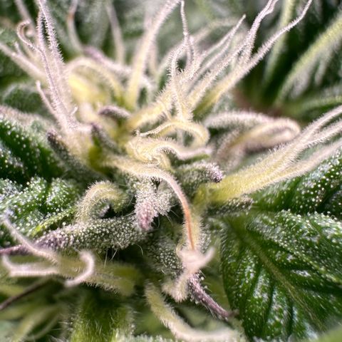 MiscxLAZ #37 C growlog timeline photo