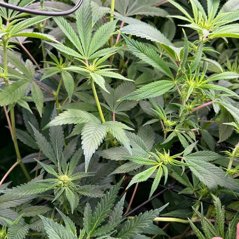 MiscxLAZ #26 C #1 47.15g growlog timeline photo
