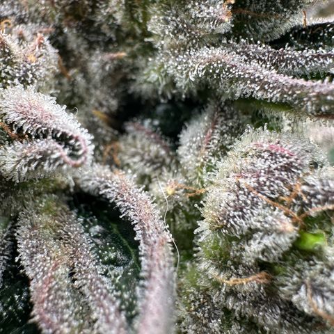 Misc x (LA Kush x Zkittles) #26 60.7g growlog timeline photo