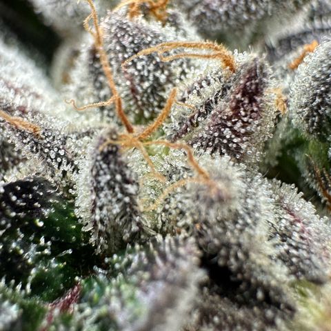 Misc x (LA Kush x Zkittles) #33 19.08g growlog timeline photo