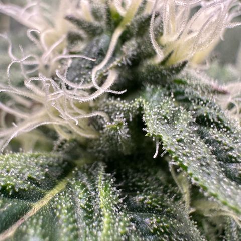 CxLAZ #20 C1 25g growlog timeline photo