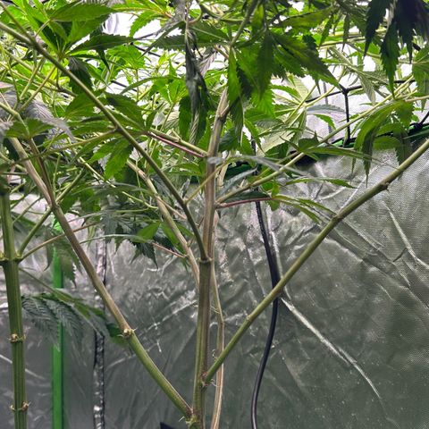 Fuel D.OG #1 Female 47.36g growlog timeline photo
