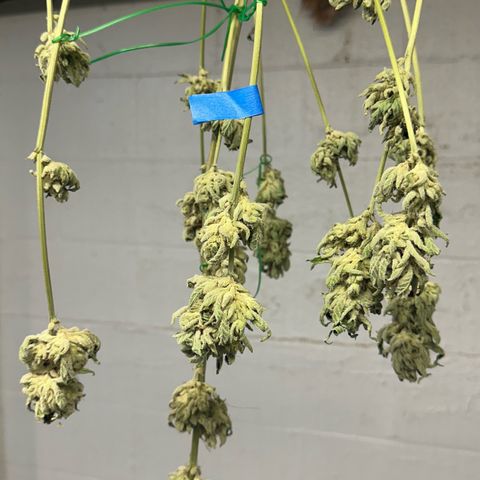 CxLAZ #06 growlog photo: Moved to plastic bag