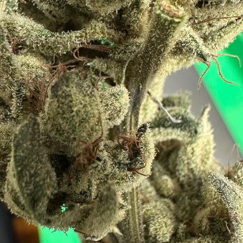 Misc x (LA Kush x Zkittles) #23 28.19g growlog timeline photo