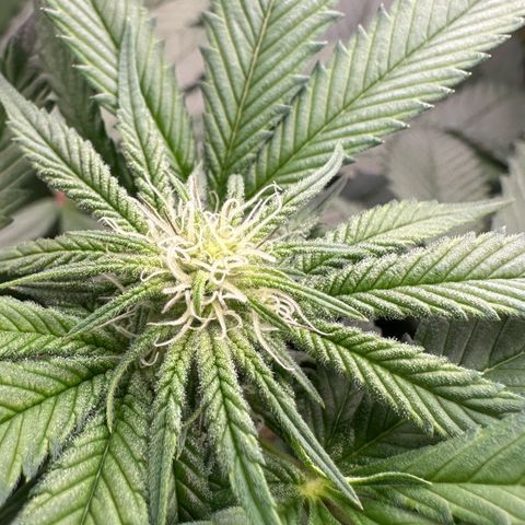 MiscxLAZ 5-4 34.63g growlog timeline photo