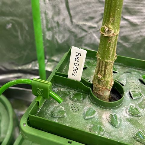 Fuel D.OG #2 Female 49.44g M growlog timeline photo