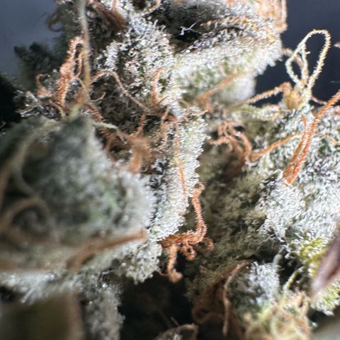 CxLAZ #15 52g growlog photo: Moved to plastic bag