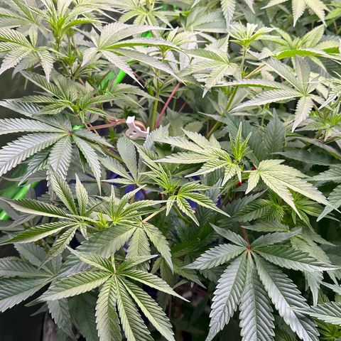 CxLAZ #03 C #1 58.58g growlog timeline photo