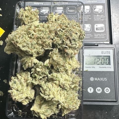 CxLAZ #15 52g growlog photo: Trim and put in grove bag, kind of dry.