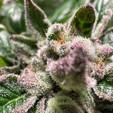 Misc x (LA Kush x Zkittles) #35 28.55g growlog timeline photo