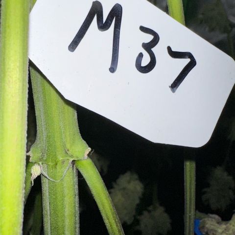 Misc x (LA Kush x Zkittles) #37 42.26g growlog timeline photo