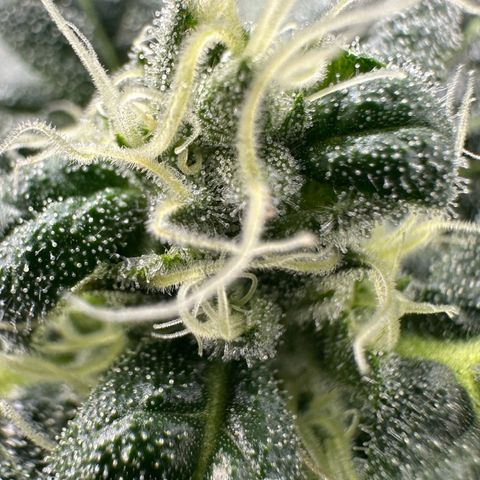 MiscxLAZ #08 C #1 growlog timeline photo