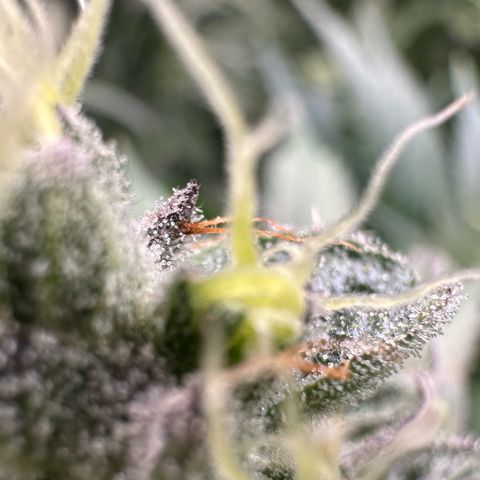 CxLAZ #03 C #1 58.58g growlog timeline photo
