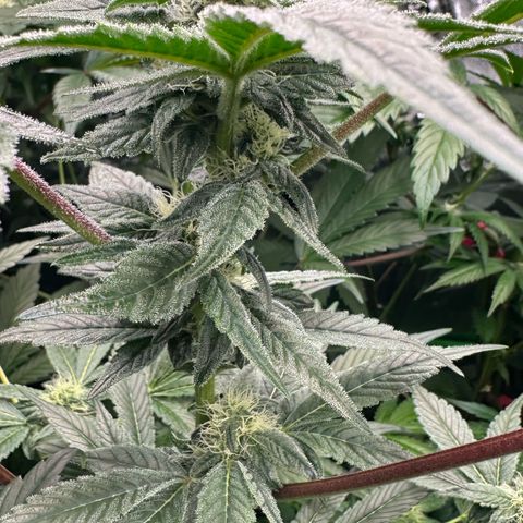 CxLAZ #20 C1 25g growlog timeline photo