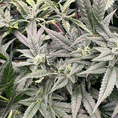 MiscxLAZ #08 C #1 growlog timeline photo