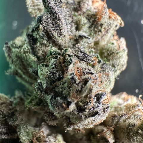 Misc x (LA Kush x Zkittles) #35 28.55g growlog timeline photo