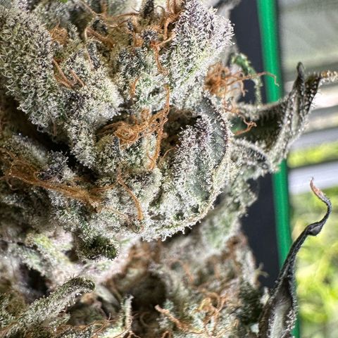 CxLAZ #31 58.75g growlog photo: Moved to plastic bag