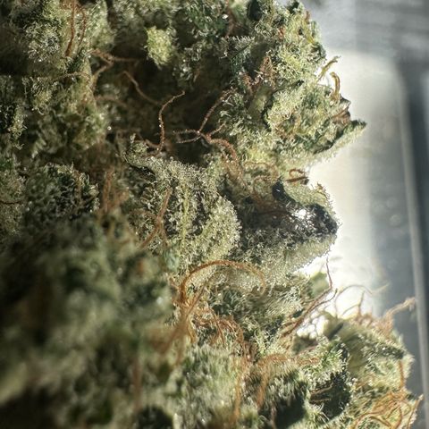 CxLAZ #15 52g growlog photo: Trim and put in grove bag, kind of dry.