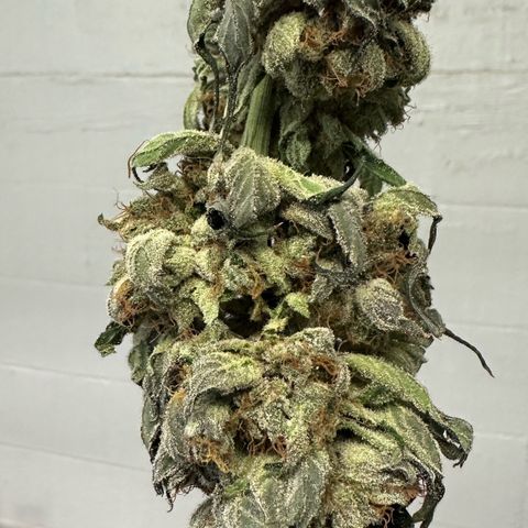 Misc x (LA Kush x Zkittles) #08 growlog photo: Moved to plastic bag