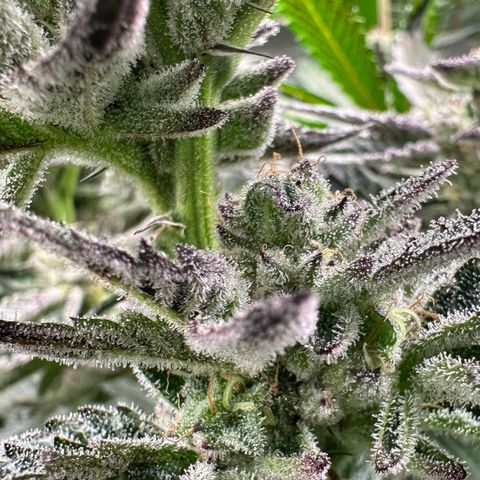 MiscxLAZ #22 C 42.33g growlog timeline photo