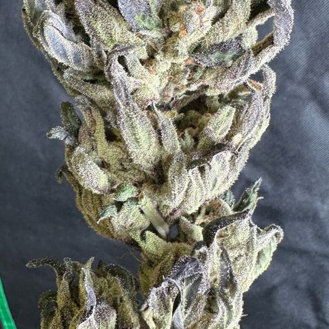 Misc x (LA Kush x Zkittles) #33 19.08g growlog photo: Moved to plastic bag