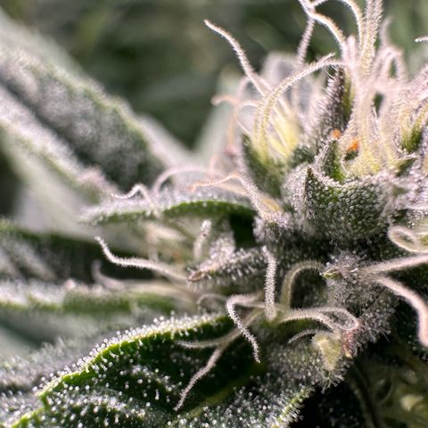 MiscxLAZ #26 C #1 47.15g growlog timeline photo