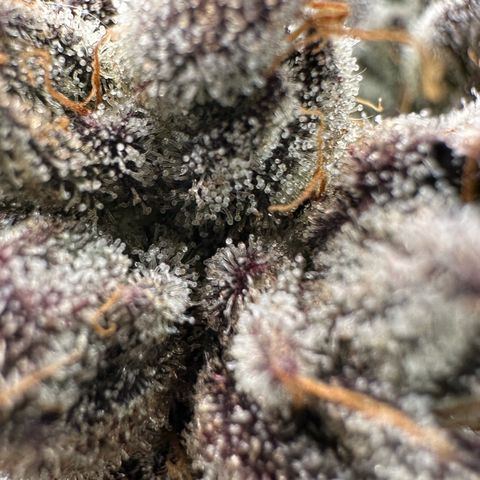 CxLAZ #16 50.72g growlog timeline photo