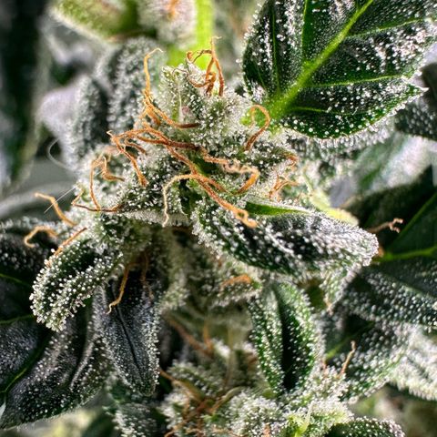 Auto Think Different  #3 growlog timeline photo