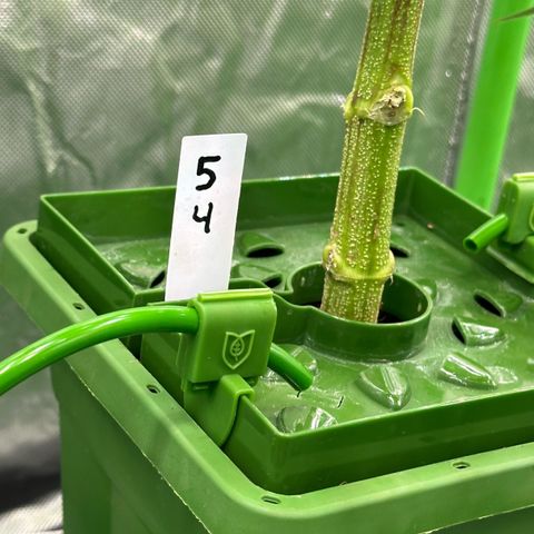 MiscxLAZ 5-4 34.63g growlog timeline photo