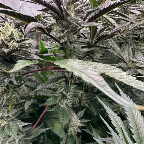 MiscxLAZ #22 C 42.33g growlog timeline photo
