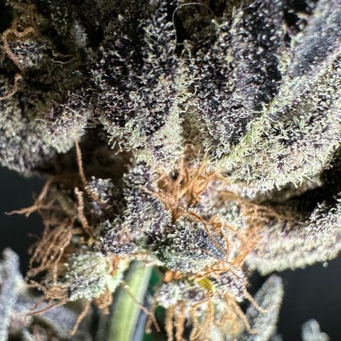 Misc x (LA Kush x Zkittles) #22 34.14g growlog photo: Moved to plastic bag