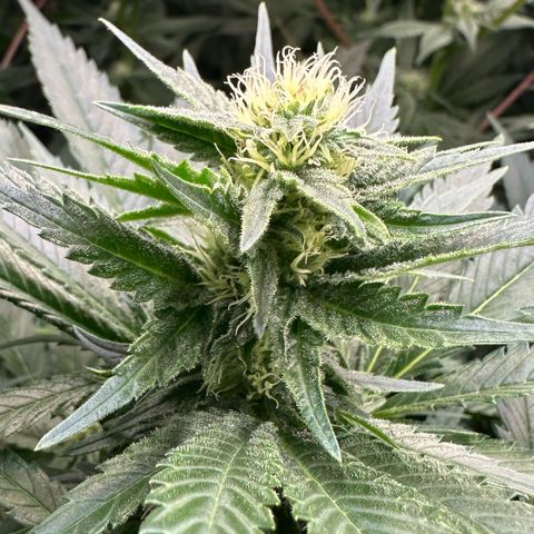 Fuel D.OG #1 Female 47.36g growlog timeline photo