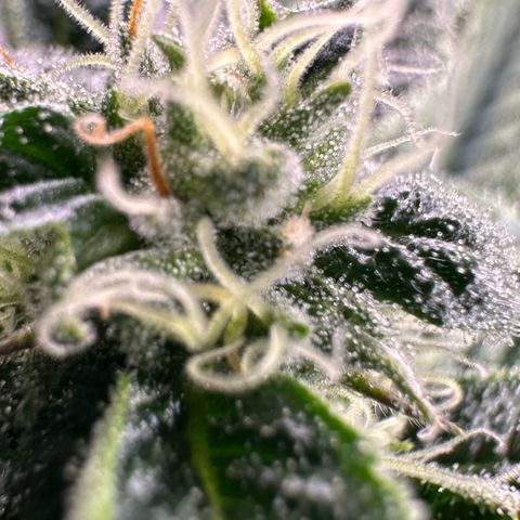 MiscxLAZ #26 C #1 47.15g growlog timeline photo