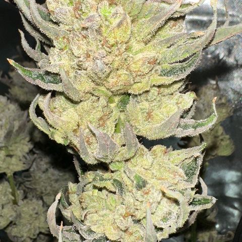 Misc x (LA Kush x Zkittles) #26 60.7g growlog timeline photo
