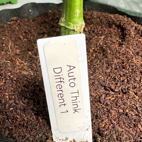 Auto Think Different  #1 growlog timeline photo