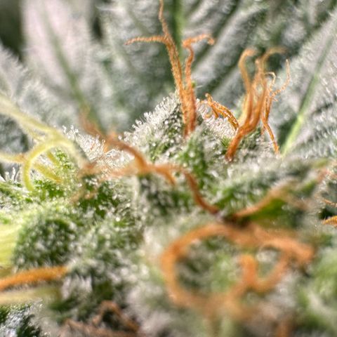 Fuel D.OG #1 Female 47.36g growlog timeline photo